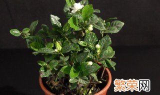 栀子花怎么水养 栀子花水养方法