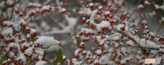 下雪的条件有哪些视频 下雪的条件有哪些