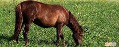 马的长度是多少 马的长度是多少厘米