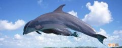 海豚拿什么呼吸 海豚靠什么呼吸