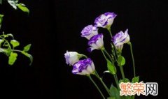 洋桔梗花语是什么 不同颜色洋桔梗花的花语