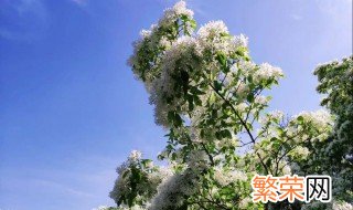 满树白花的树是什么树 满树白花的树介绍