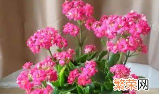 长寿花8月份能修剪吗 长寿花8月份能修剪吗图片