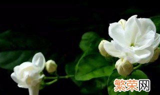 茉莉花冬天会冻死吗 茉莉花介绍