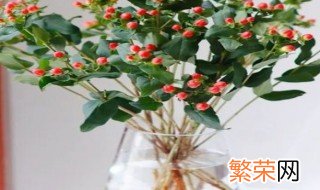 红豆插花瓶里能养多久 红豆花在花瓶能养多少天