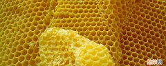 制造蜂蜡的是哪种蜜蜂 能够制造蜂蜡的是哪一种类型的蜂蜜