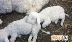 孕妇梦见羊什么意思 关于孕妇梦见羊是什么意思