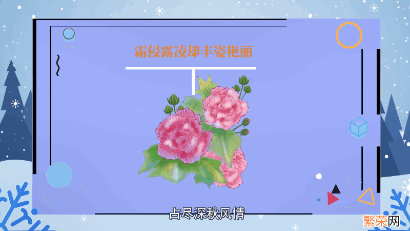 芙蓉花花语 芙蓉花花语是什么