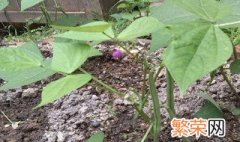 无架豆的种植时间和种植方法 无架豆如何种植