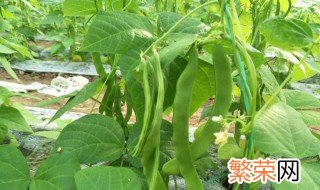 芸豆苗期怎么管理 芸豆苗期管理方法分享