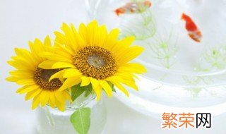 两朵向日葵的花语和寓意 关于两朵向日葵的花语是什么介绍