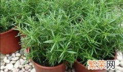 驱蚊草花怎样栽培 盆栽驱蚊草的养殖方法