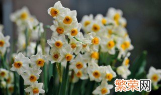 水仙花开过后怎样保存 开过花之后的水仙花保存方法