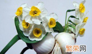 水仙花怎么留到明年 水仙花留到第二年的步骤