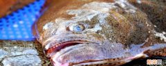 鸦片鱼为什么只吃鱼头 为啥鸦片鱼头只吃鱼头