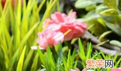 6月份播种什么花草 6月份播种哪些花草