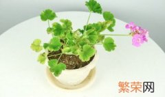 室内驱蚊虫植物盆栽有哪些 室内驱蚊虫植物盆栽介绍