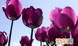 郁金香开完花后种球怎么保存 如何保存郁金香开完花后种球