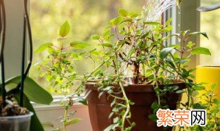 家里养什么植物运气好 家里养什么植物对财运好