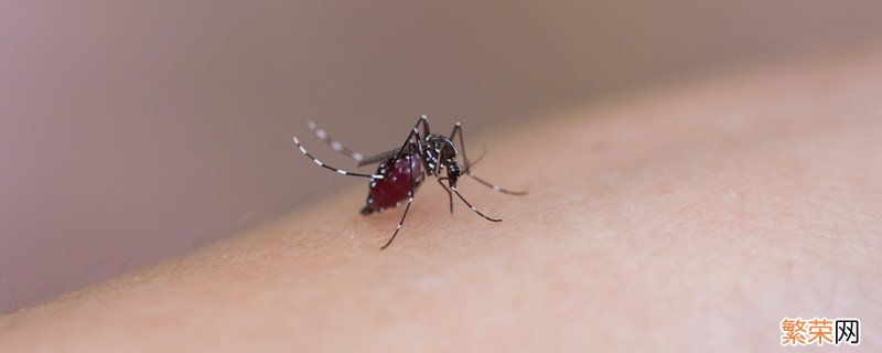 怎么灭蚊子 怎么灭蚊子最有效