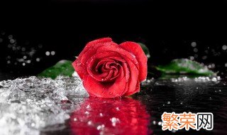 玫瑰花的寓意 是一种爱情花吗