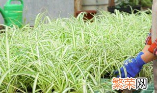 阳台适合种植什么植物风水好 阳台盆栽植物种什么好风水