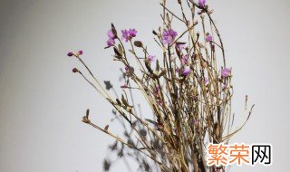 干枝杜鹃怎样保存 干枝杜鹃如何保存