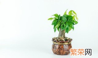 招财绿植有哪些 招财绿植有哪些花