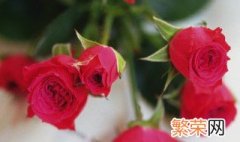 玫瑰花放家哪里风水好 玫瑰花放家哪里风水好点