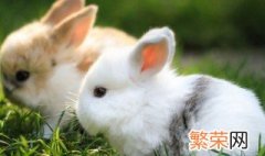 宠物兔子名字可爱洋气 宠物兔子名字