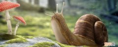 蜗牛的特征和特点是什么 蜗牛的特征