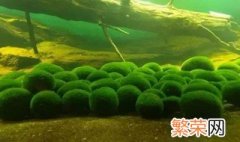 小球藻的养殖方法 小球藻的养殖方法简述