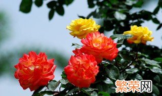 夏天月季怎么施肥 月季夏天施什么肥