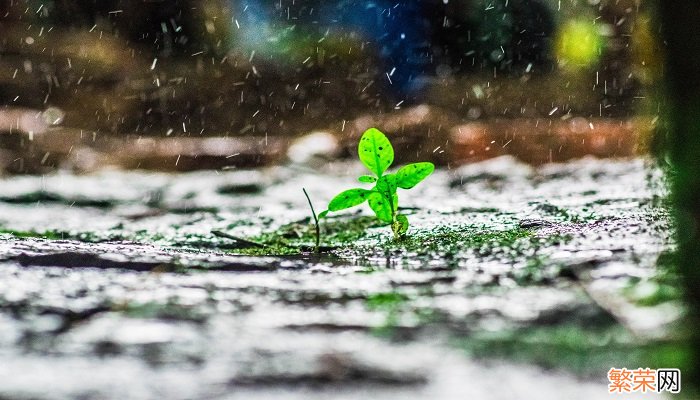 暴雨对粮食生产的影响 暴雨对农作物的影响