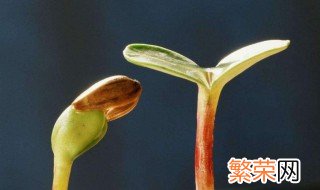 葡萄催芽的方法 可以用温水泡种子吗