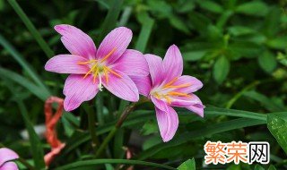 兰草花培养方法 兰草花如何培养