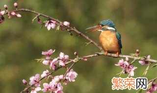 鸟语花香是什么季节 鸟语花香解释