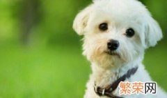 比熊犬饲养方法图解 比熊犬饲养方法