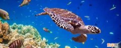 海龟属于爬行动物还是两栖动物 海龟属于爬行动物还是两栖动物?