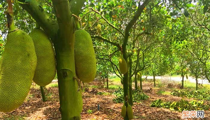 为什么菠萝蜜里面会有白色的水 菠萝蜜为什么里面会有白色的水