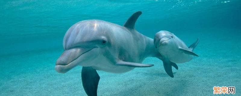 关于海豚的知识还有哪些 关于海豚的知识