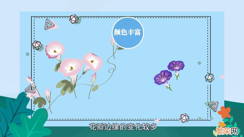 牵牛花花语 牵牛花花语是什么