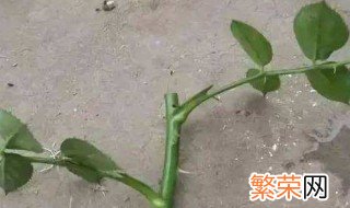 鲜花扦插方法 如何差鲜花