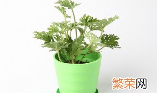 驱蚊草的盆栽养护方法 关于驱蚊草的盆栽养护方法