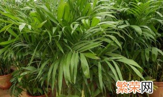 夏威夷椰子的盆栽养护方法 关于夏威夷椰子的盆栽养护方法