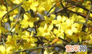 迎春花在广东会开花吗 广东能种迎春花吗