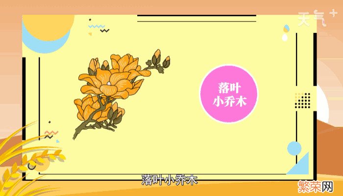 木兰花花语 木兰花花语是什么