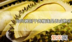 如何辨别干尧榴莲是否成熟听 辨别干尧榴莲是否成熟的方法