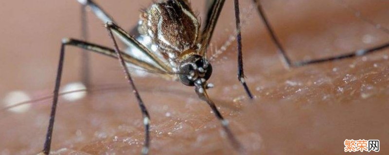 如何消灭蚊子幼虫 如何消灭蚊子