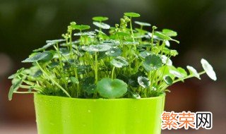 土养植物养殖技巧 怎样培养种植物的土